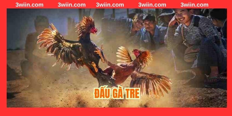 Đấu gà tre siêu hot