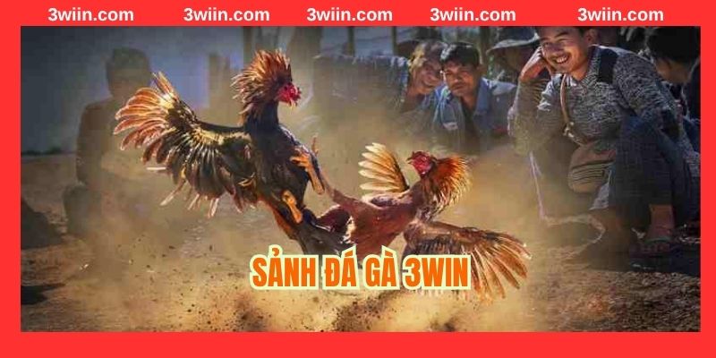 Sảnh đá gà 3Win