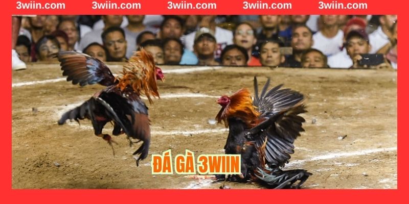 Công nghệ mô phỏng Đá gà 3Win
